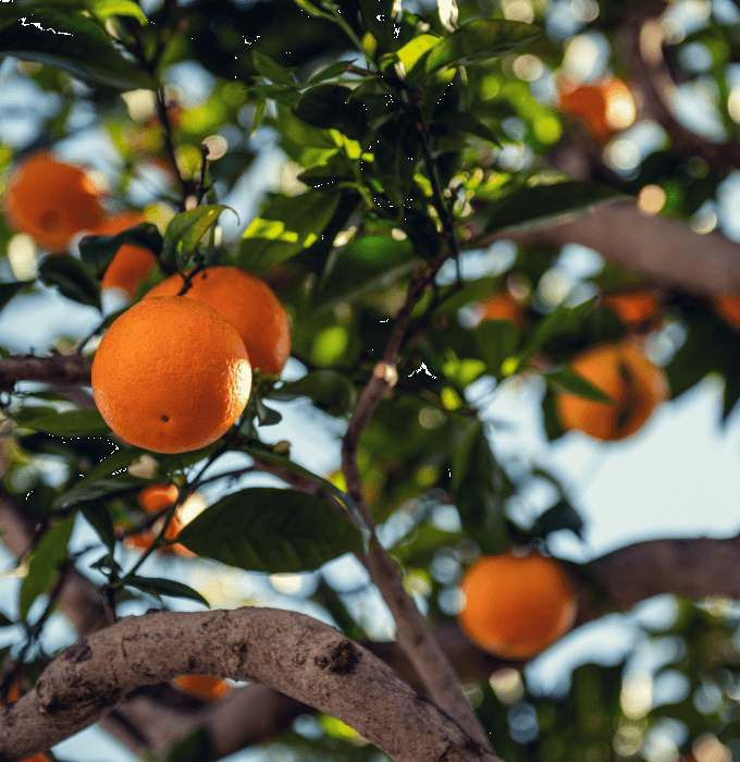 Day Of Ashura 22 file 1520 d9e3e30b13dd30237bf9411451620c61