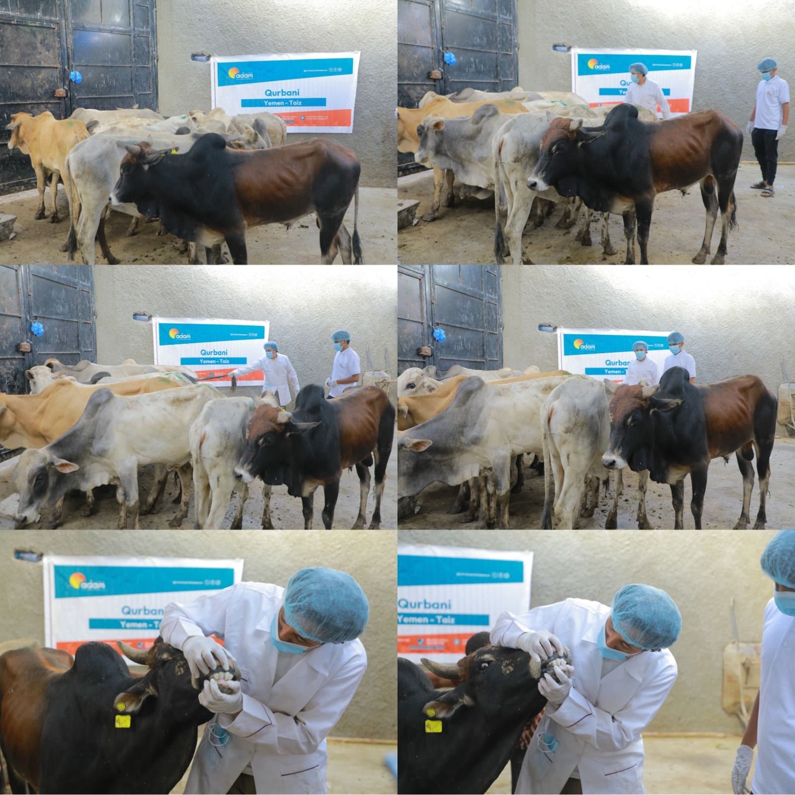 Inside Yemen Qurbani 2026 Distribution: How Your Donation Reached Families in Crisis 2 A collage of six photos showing cattle gathered for a "Children of Adam" Qurbani event in Taiz, Yemen, with healthcare or veterinary workers in white coats, hairnets, and masks inspecting the animals, including checking a bull's teeth.